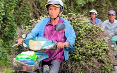 Giá cau vọt lên đỉnh rồi lao dốc: ‘Công thức’ lặp nhiều lần, nông dân 'hay quên'