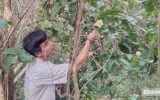 Hành trình biến loài cây dại trên rừng thành 'mỏ vàng'của anh thanh niên 'gàn dở'