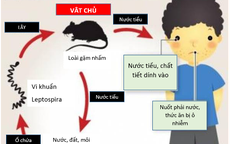 Sốt cao liên tục, 2 trẻ nhập viện trong tình trạng nặng vì nhiễm loại xoắn khuẩn nguy hiểm