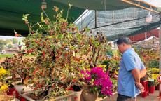 Bonsai dâu tằm dáng 'siêu độc', bán giá hàng chục triệu đồng/cây