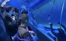 Trung Quốc: Một thợ lặn chết đuối ngay trong thủy cung, nhiều du khách đứng xem còn tưởng là 'hình nộm'