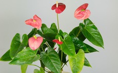 4 loại hoa rất thích hợp để bạn trồng trong năm mới với ý nghĩa mang may mắn đến