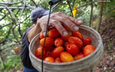 'Thủ phủ' nhót ở Hà Nội mất mùa, giá tăng dựng đứng