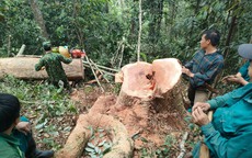 Công an điều tra vụ phá rừng tại huyện vùng biên Mường Lát