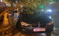 Nhiều xe sang bị cây đổ đè trúng trong trận dông lốc, mưa đá lớn ở Hà Nội
