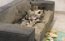 Phát hiện thi thể nữ giới trên sofa tại căn hộ chung cư Hà Nội