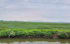 Hàng triệu người Việt được hưởng lợi trong việc nhận chuyển, nhượng đất lúa theo Luật Đất đai mới nhất