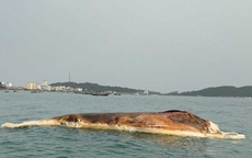 Người dân Cô Tô (Quảng Ninh) chôn cất xác cá voi 10 tấn trôi dạt trên biển