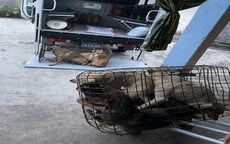 Nghệ An: Triệt phá ổ nhóm chuyên đi bắt trộm chó