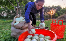 Nắng nóng gay gắt, dân trồng dưa ở Hà Tĩnh phấn khởi đếm quả thu tiền