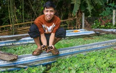 Kỹ sư công nghệ về quê nuôi ốc, thu nhẹ lãi nửa tỷ mỗi năm