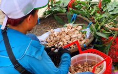 Khu bán nấm tràm - "lộc trời" 30.000- 60.000 đồng/kg tạo nên nơi mua bán nhộn nhịp bên cạnh di tích Huế