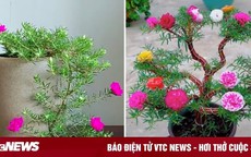 Biến loài hoa mọc như cỏ dại thành cây bonsai sang chảnh