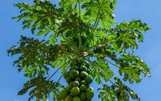 10 bài thuốc uống từ lá đu đủ giúp phòng và chữa bệnh