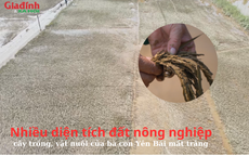 Nhiều diện tích đất nông nghiệp, cây trồng, vật nuôi của bà con Yên Bái mất trắng