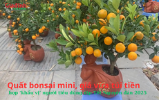 Quất bonsai mini, giá vừa túi tiền, hợp ‘gu’ người tiêu dùng dịp Tết Nguyên đán 2025