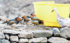 Câu chuyện kỳ lạ của cụ ông nuôi nhầm loài quý hiếm suốt 14 năm