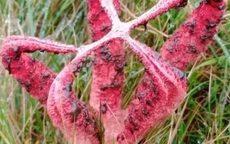 Đang đi dạo, người phụ nữ phát hiện ra thứ đáng sợ