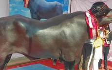 Người đàn ông sở hữu con trâu màu đen "khổng lồ", giá không dưới 65 tỷ đồng