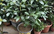 Loại cây trồng trước cửa vừa giúp chiêu tài lộc, vừa có hoa nở uống trà tốt cho sức khỏe