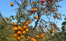 Vườn hồng cổ trăm tuổi dưới chân núi Đại Huệ tiêu điều sau bão