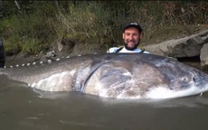 Người đàn ông câu được con cá tầm "khổng lồ" nặng hơn 250kg
