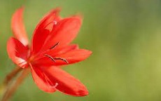 Tháng sinh Âm lịch của người có phúc lộc sâu dày, 10 người thì 9 người giàu có