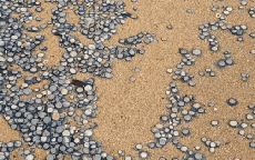 Phát hiện kho báu đồng xu rải rác trên bãi biển: Sự thật đằng sau "nổi da gà"