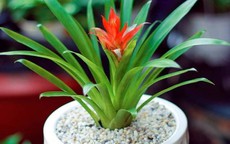 Cây thu hút tài lộc phong thuỷ theo tuổi và vị trí, giúp gia chủ phú quý, sung túc
