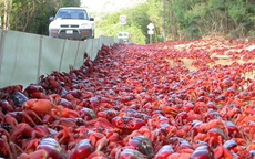 Hàng triệu con cua đỏ tràn ra đường trong cuộc di cư