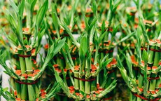 Trồng 3 loại cây này trong nhà để mang vượng vận, trăm đường lợi không một đường hại