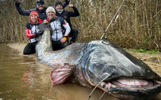 Cần thủ câu được con cá trê khổng lồ dài gần 3 mét trong hồ