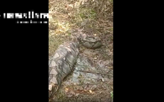 Nhìn ra vườn, người dân phát hiện cảnh tượng nổi da gà