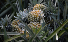 Trái cây ồ ạt xuất ngoại, doanh nghiệp thu tiền nhiều kỷ lục lịch sử