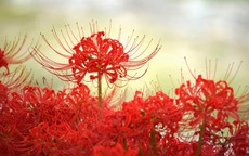 Hoa Bỉ Ngạn – ý nghĩa phong thủy và câu chuyện giữa hai bờ sinh tử