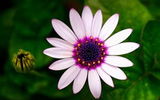 Ngày sinh Âm lịch của người nỗ lực không ngừng: Càng về sau càng thịnh vượng