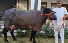 Con trâu cái "khổng lồ" được trả 445 triệu đồng, chủ nhân vẫn từ chối bán