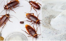 Các cách đuổi gián trong phòng ngủ để gián một đi không trở lại