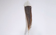 Cận cảnh chiếc lông chim hơn 700 triệu đồng, có gì đặc biệt mà "đắt hơn vàng"?