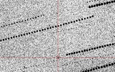 Người đàn ông 39 tuổi tử vong vì bị kiến cắn khi đang tỉa cây