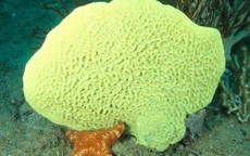 Loài vật này giống "thủy tổ" của chúng ta nhất