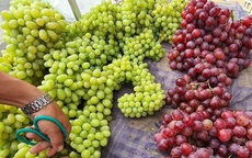 Loại thực phẩm giúp hạ men gan cao và người bệnh gan ăn  giúp nhanh chóng hồi phục sức khỏe