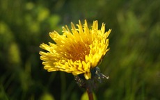 Tháng sinh Âm lịch của người bản lĩnh, càng khó khăn càng mạnh mẽ