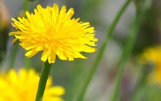 4 con giáp âm thầm gây dựng cơ đồ: Không cần khoe tài vẫn giàu