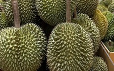 Sầu riêng Việt Nam xuất khẩu kỷ lục, nhập khẩu vẫn tăng gấp 16 lần