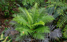 Lần đầu tiên Trung Quốc phát hiện đất hiếm trong cây khiến thế giới sửng sốt, tiềm năng thay đổi tương lai ngành khai khoáng