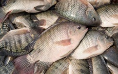 Loại cá được ví như "gà nước" do thịt trắng: Người Mỹ cực yêu thích, chợ Việt bán rẻ, sẵn quanh năm