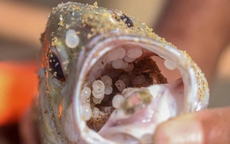 4 vật dụng chứa hạt vi nhựa xuất hiện nhiều trong gia đình người Việt, loại thứ nhất chị em nào cũng ưa thích