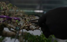 Chuyện về những người thợ thổi hồn vào cây cảnh Vị Khê ở Ninh Bình