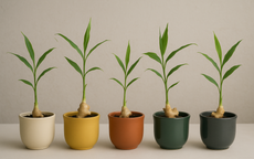 Thời điểm tốt nhất trồng chậu gừng phong thủy xanh tươi để trưng Tết và đón tài lộc năm mới 2026